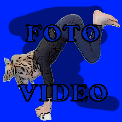 FOTOEVIDEO